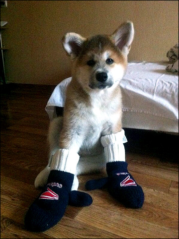 Собака Артема Потылицына Собака Артема Потылицына